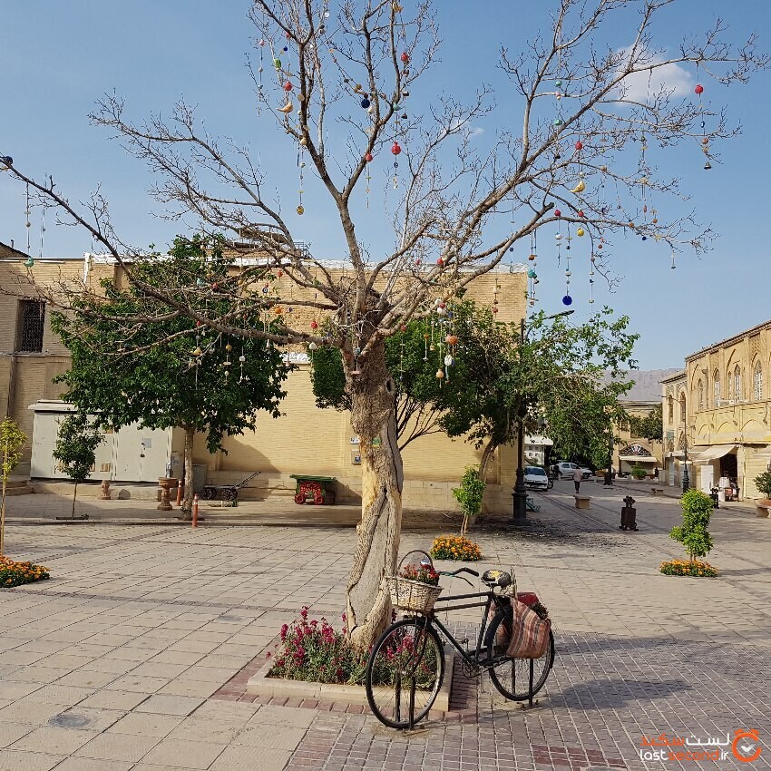 قطع یک درخت دیگر این بار در شیراز