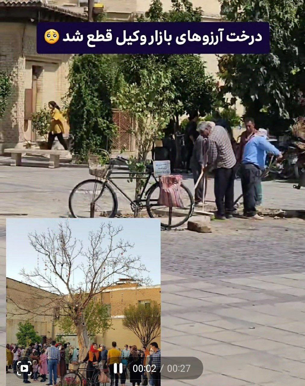 قطع یک درخت دیگر این‌بار در شیراز