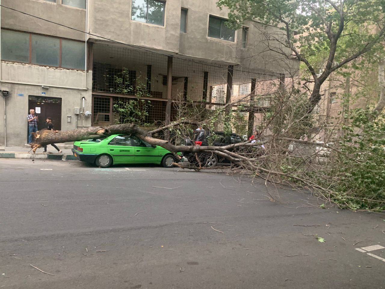 تصاویر شکستن درختان در طوفان عصر امروز تهران